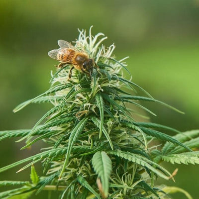 Scientists Discover That Bees Might Love Bud Just As Much Humans...